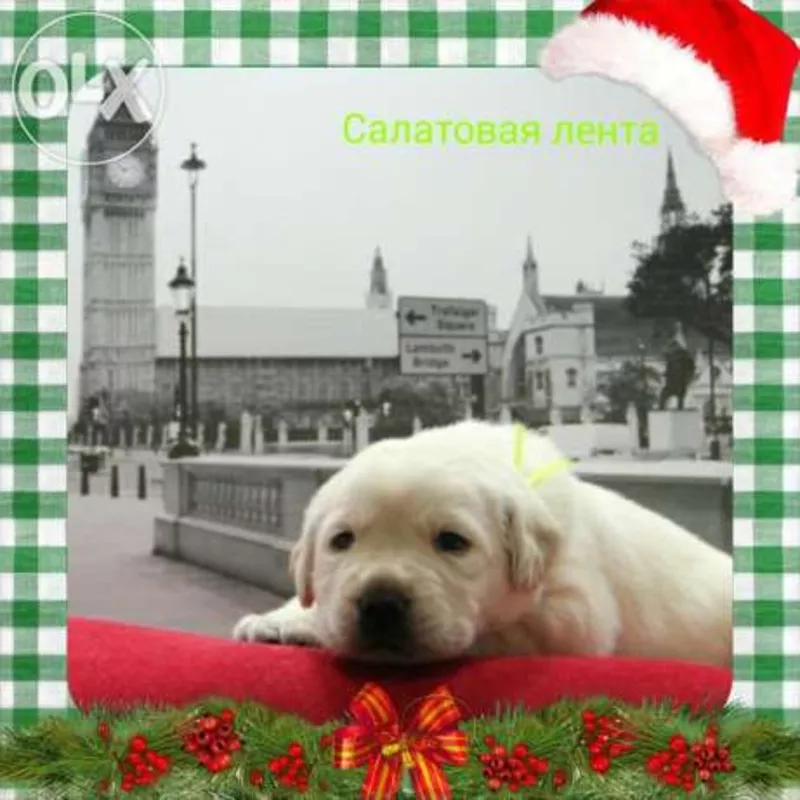 Лабрадор ретривер,  кц «Фаворит» СКК/FCI г. Алматы,  щенки  2