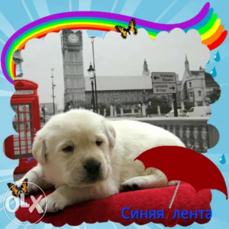 Лабрадор ретривер,  кц «Фаворит» СКК/FCI г. Алматы,  щенки  3