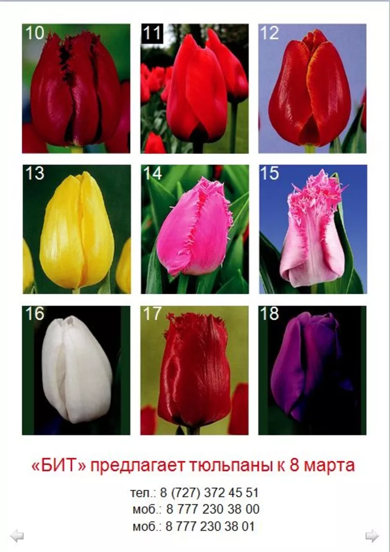 Продам тюльпаны на 8-е марта