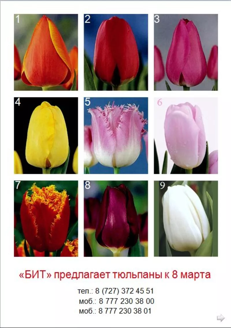 Продам тюльпаны на 8-е марта 2