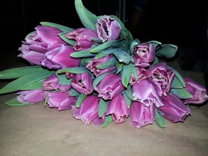  Десять красивых сортов Тюльпан к 8 марта! 2