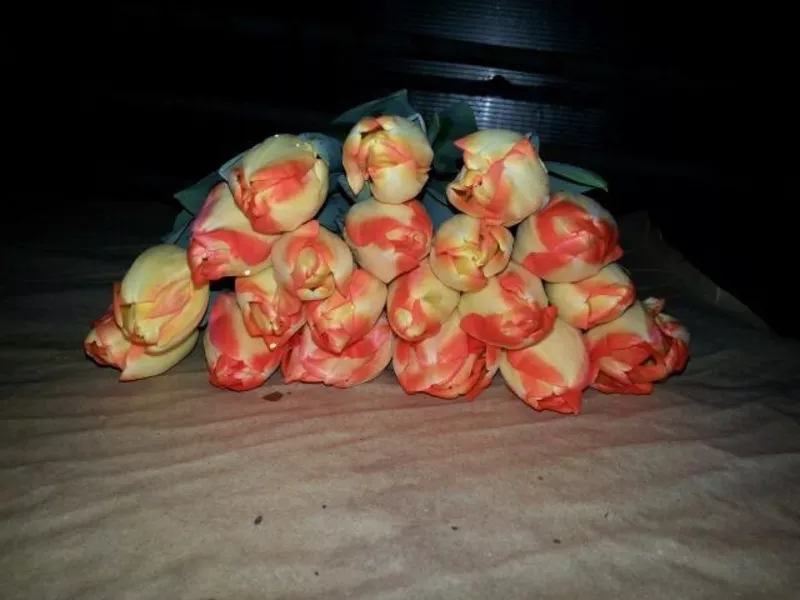  Десять красивых сортов Тюльпан к 8 марта! 3