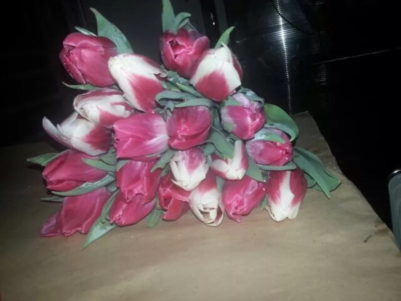  Десять красивых сортов Тюльпан к 8 марта! 4