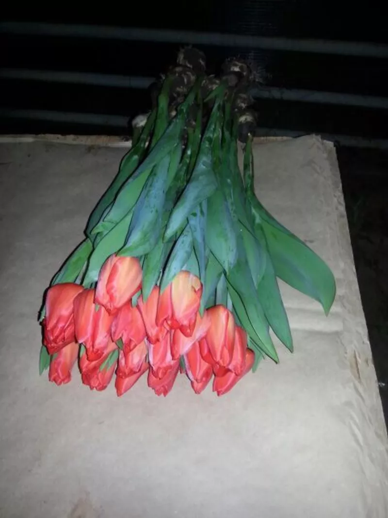  Десять красивых сортов Тюльпан к 8 марта! 5