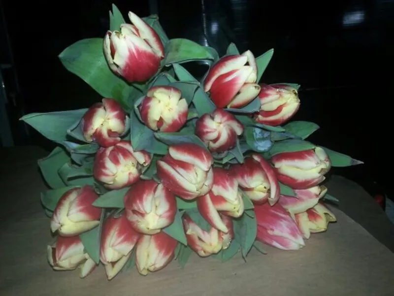  Десять красивых сортов Тюльпан к 8 марта! 6