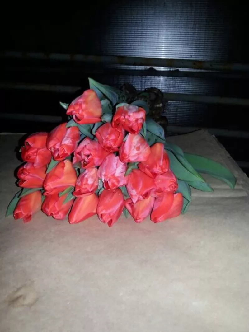  Десять красивых сортов Тюльпан к 8 марта! 7