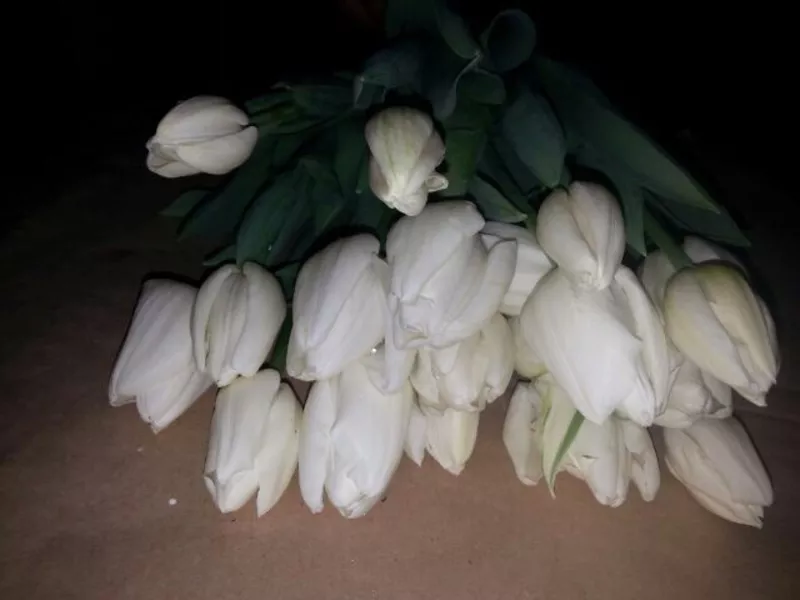  Десять красивых сортов Тюльпан к 8 марта! 9