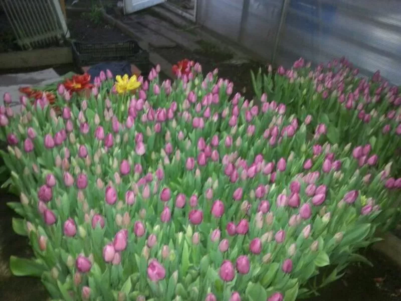  Десять красивых сортов Тюльпан к 8 марта! 16