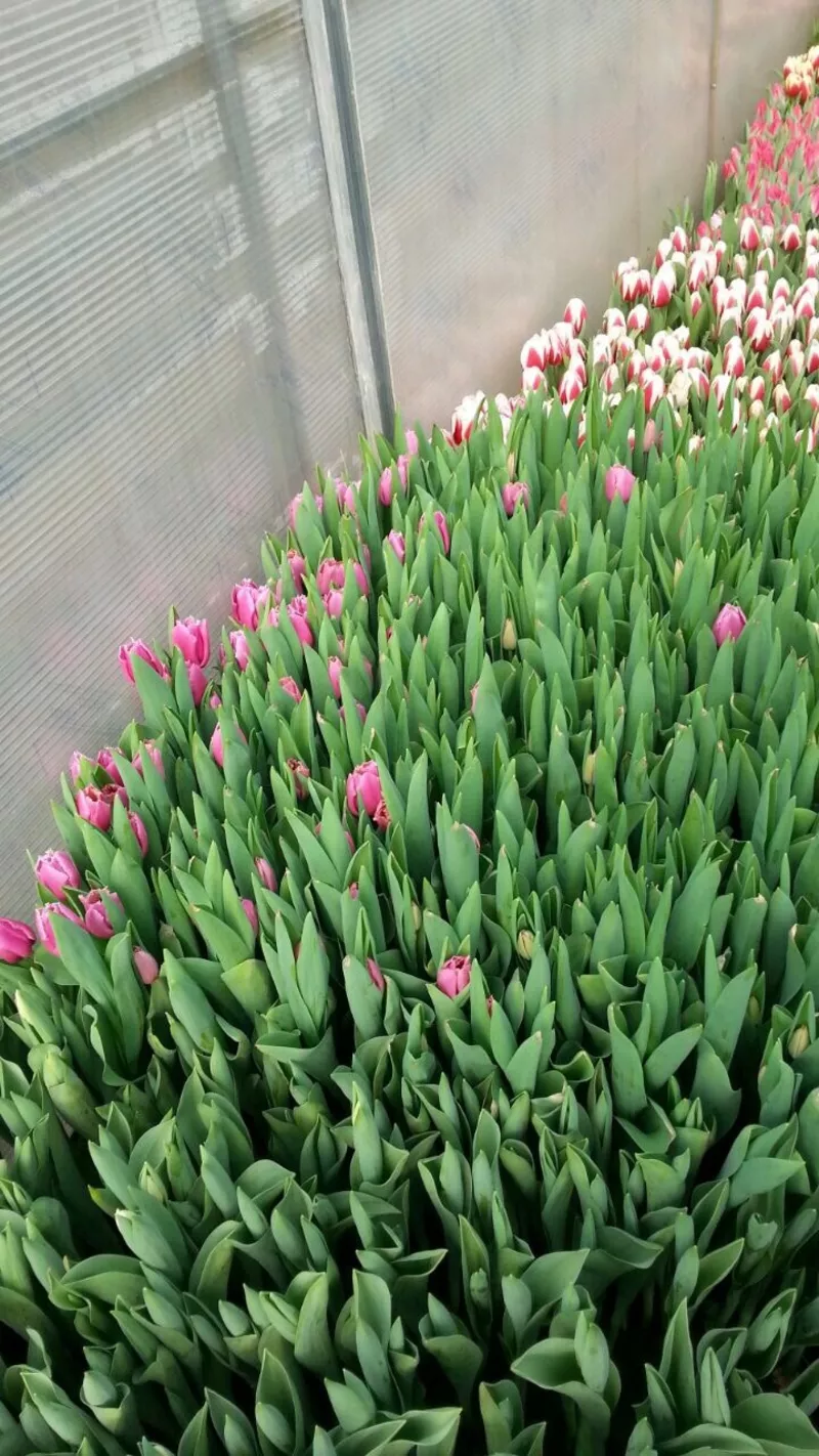  Десять красивых сортов Тюльпан к 8 марта! 17