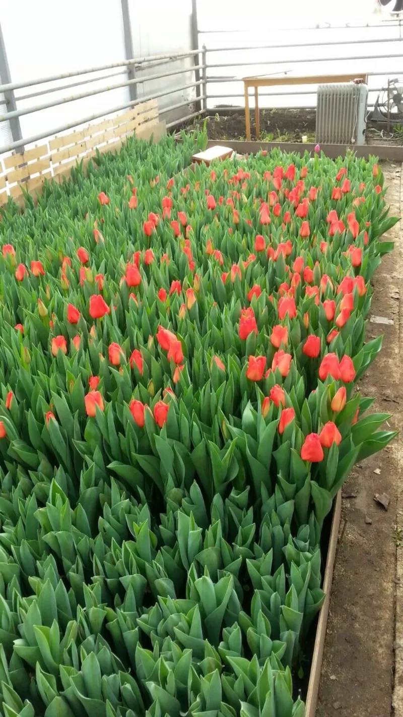  Десять красивых сортов Тюльпан к 8 марта! 19