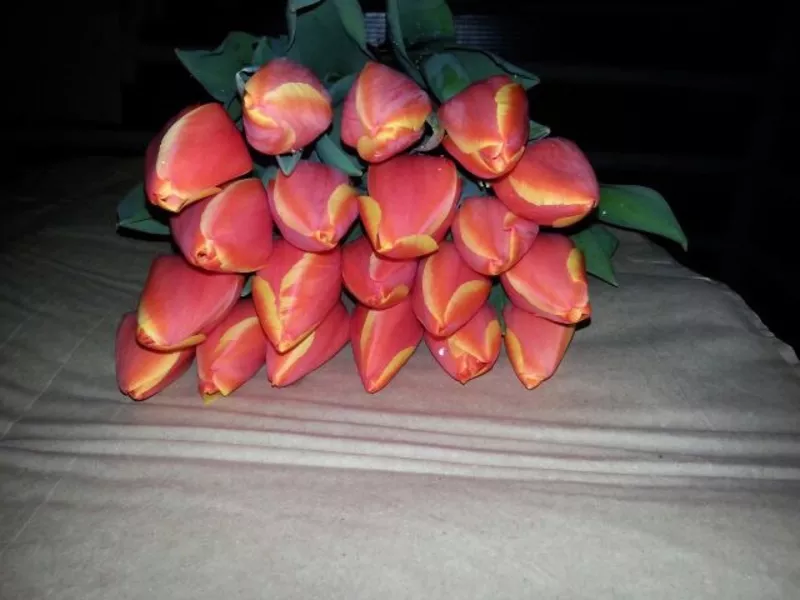  Десять красивых сортов Тюльпан к 8 марта! 20