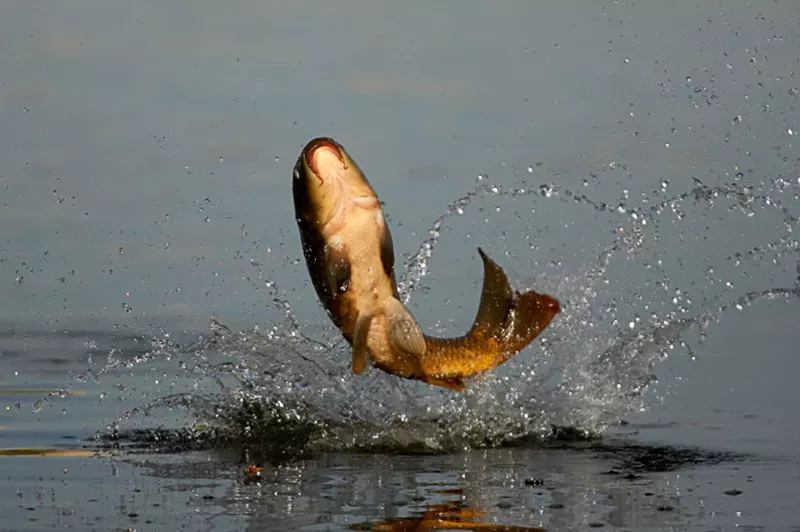Радужная Форель и другая рыба на рыбалке в Саймасае