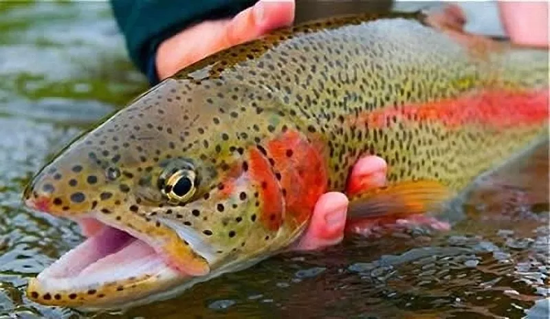 Радужная Форель и другая рыба на рыбалке в Саймасае 2