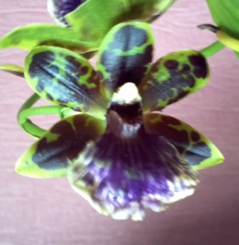 Продам орхидею Зигопеталум