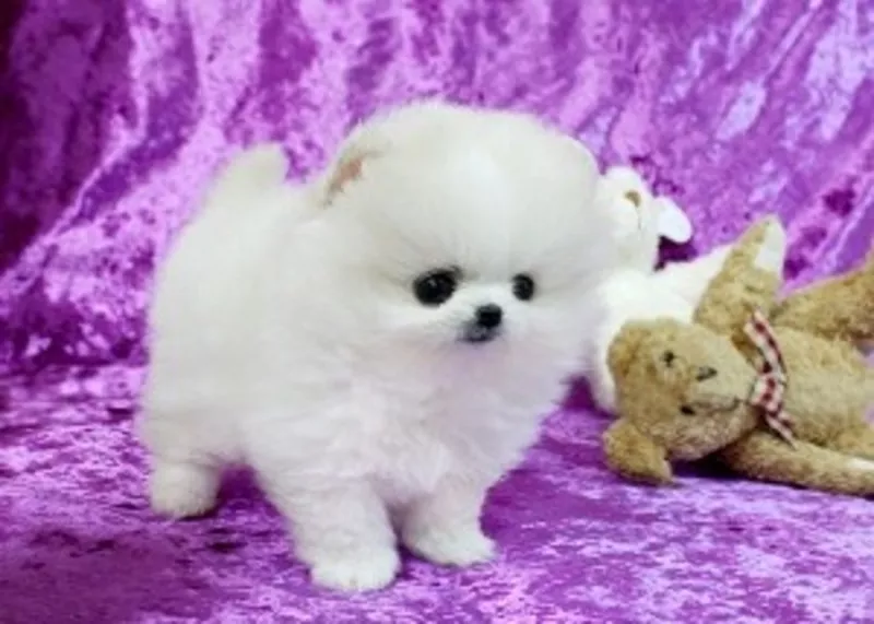 очаровательны pomerarian pupps для принятия