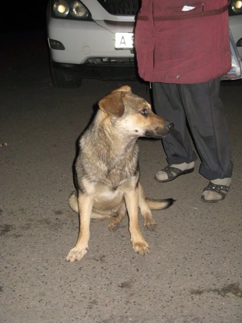 Супер собаки в поиске дома 4