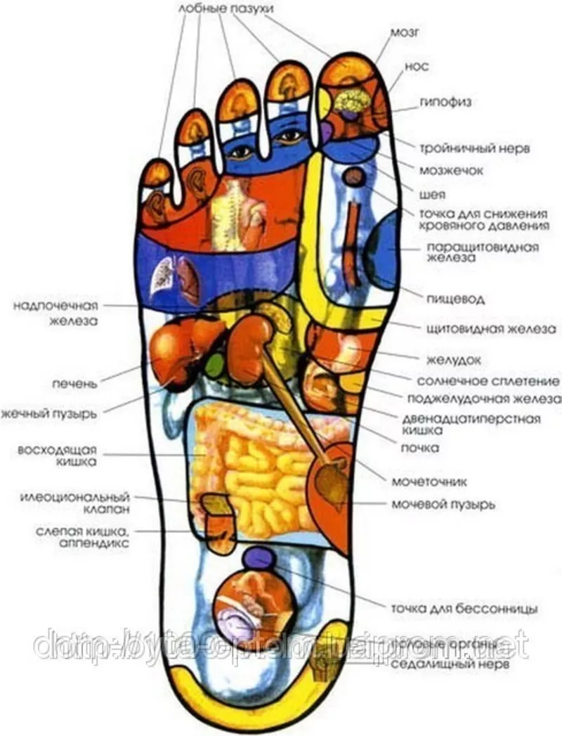 Фото точек на ногах. Биологически активные точки на стопе. Точки на стопе китайская медицина. Ступня точки органов. Проекция органов на левую стопу.