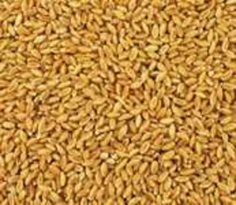 Продам пшеницу фуражную 5 класса