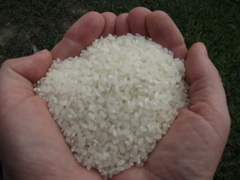 продам рис