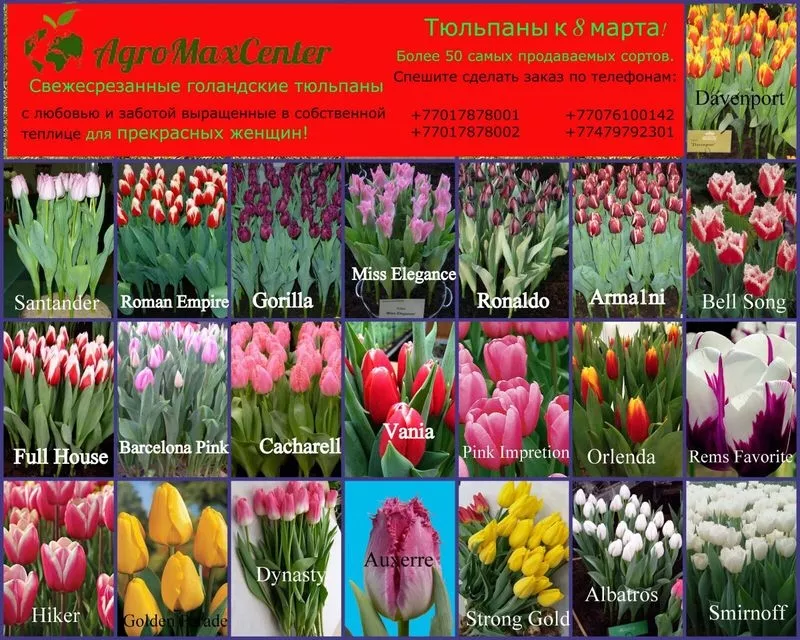 цветы тюльпаны 65 видов