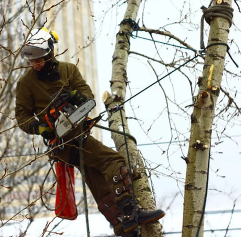 Спил и обрезка аварийных деревьев в Алматы