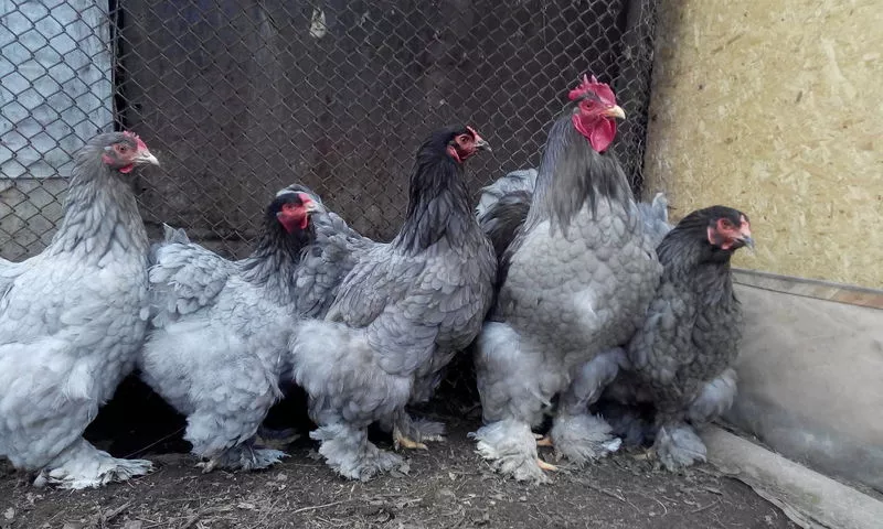  Продаю цыплят от породистой птицы 9