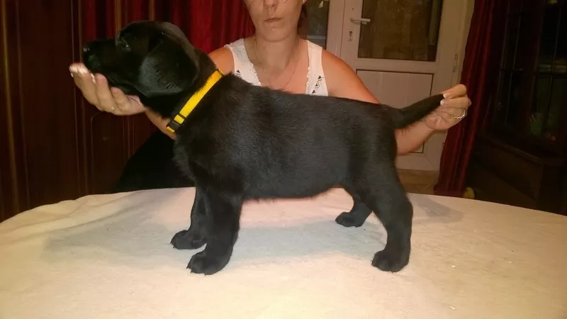 Щенки лабрадора ретривера