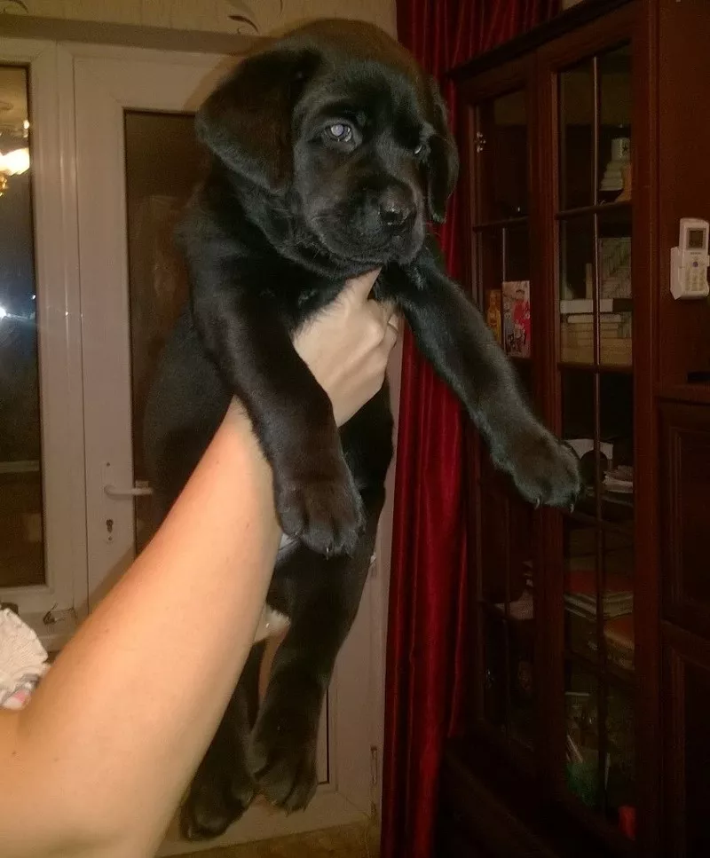 Щенки лабрадора ретривера 2