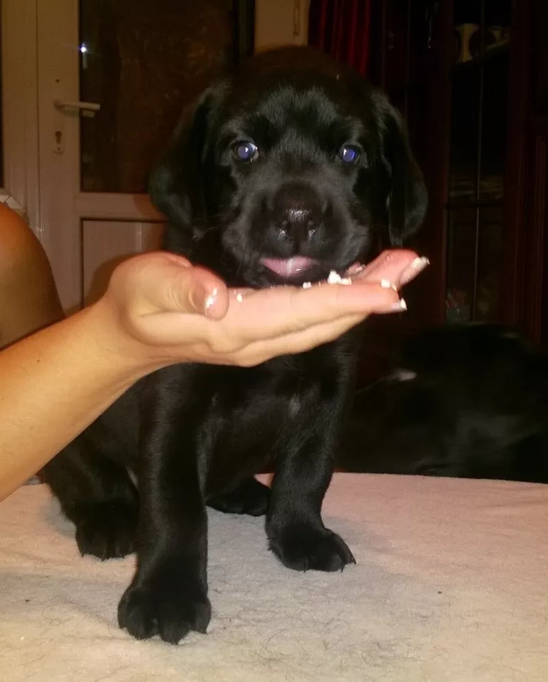 Щенки лабрадора ретривера 3