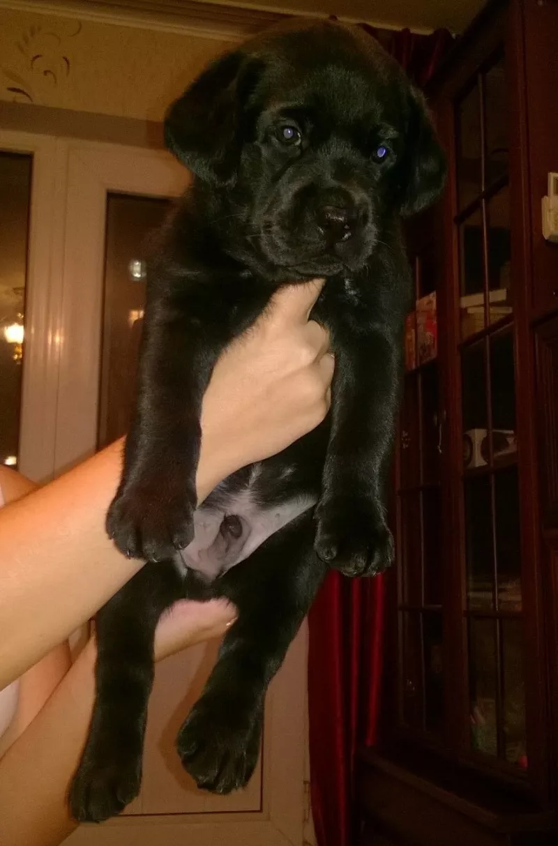 Щенки лабрадора ретривера 4