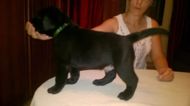 Щенки лабрадора ретривера 5