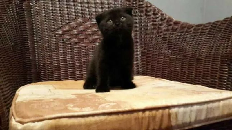 шикарный черный котенок с документами  вислоухий 