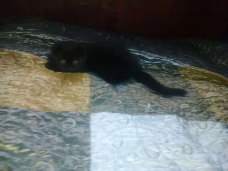 шикарный черный котенок с документами  вислоухий  4