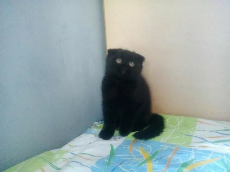 шикарный черный котенок с документами  вислоухий  3