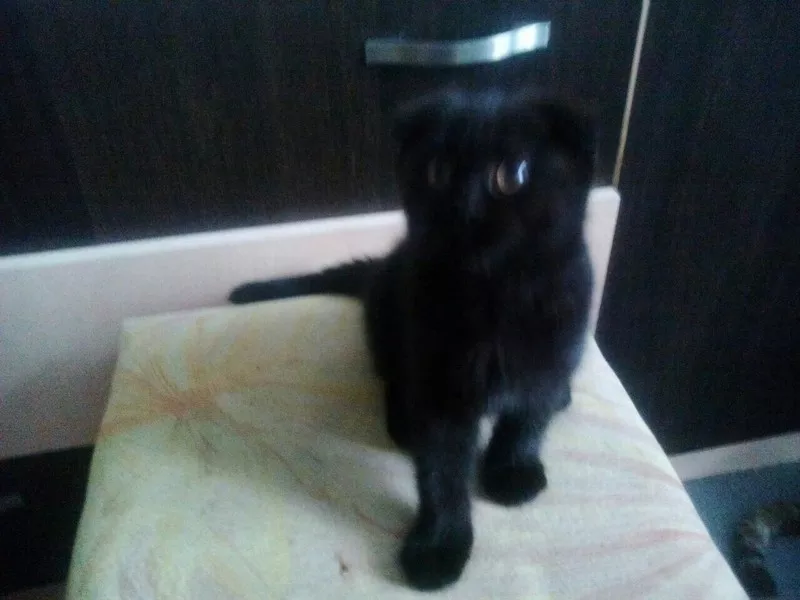 шикарный черный котенок с документами  вислоухий  2