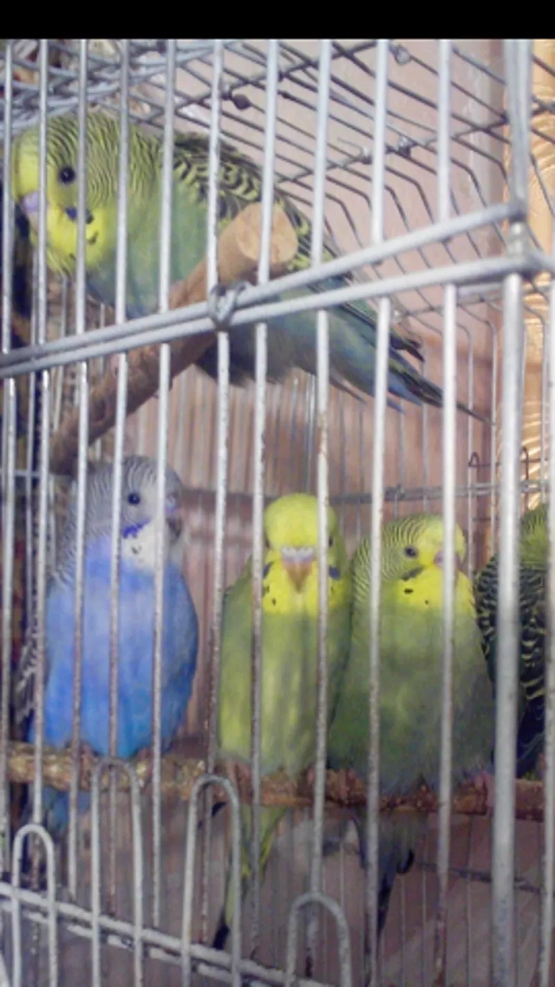 Волнистые попугаи.  2