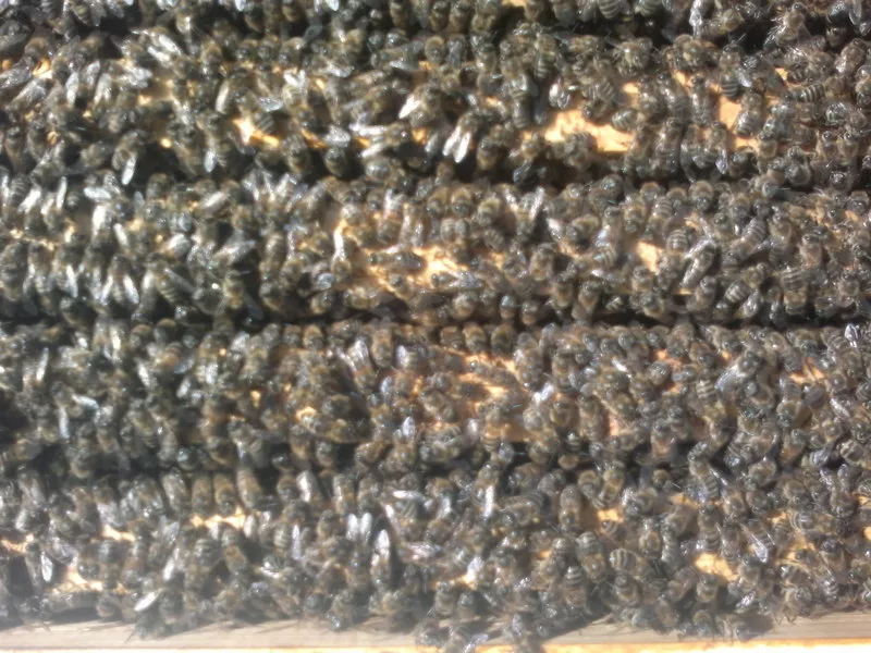 Продам пчёл 