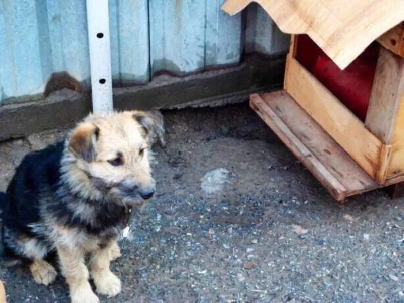 Колючка в поиске своих хозяев. 2