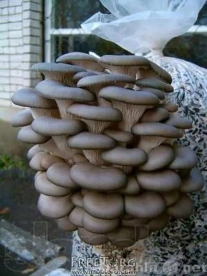 Мицелий грибов вешенки (вешенка) 3