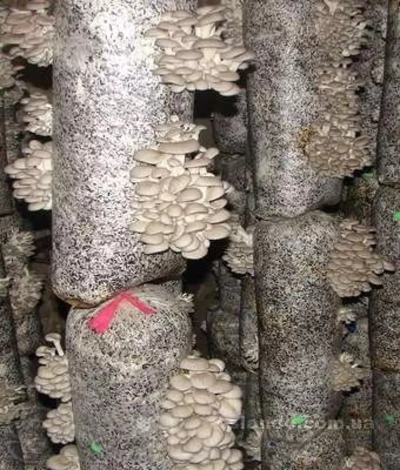 Мицелий грибов вешенки (вешенка) 5
