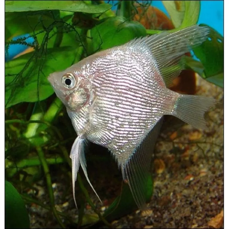 Аквариумная рыбка-Скалярия