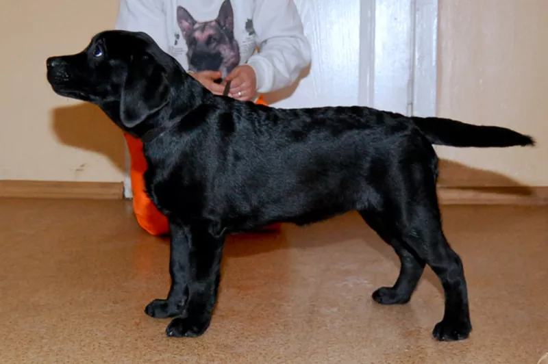 Черный щенок лабрадора-девочка с отличной родословной