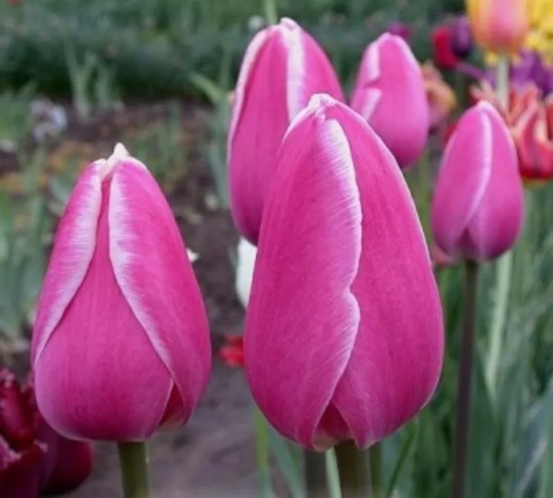 Тюльпаны к 8 марта оптом и в розницу 5