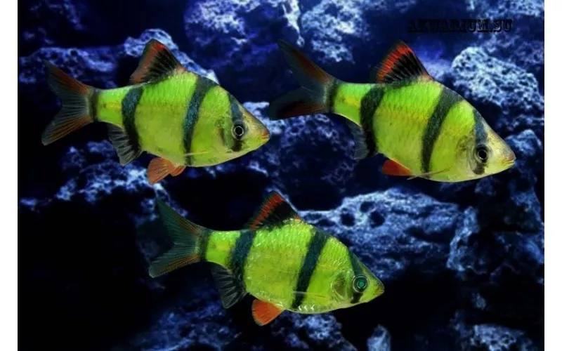 флуаресцентные светящиеся рыбки(каждая 10 бесплатно)  2