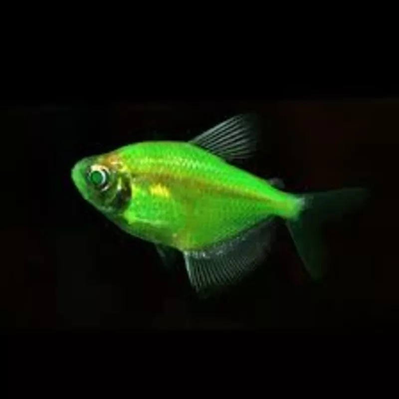 флуаресцентные светящиеся рыбки(каждая 10 бесплатно)  3