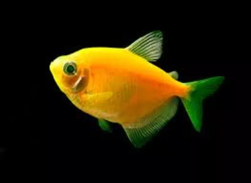 флуаресцентные светящиеся рыбки(каждая 10 бесплатно)  4