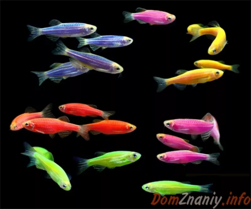 флуаресцентные светящиеся рыбки(каждая 10 бесплатно)  7