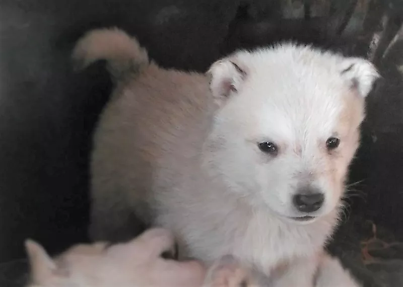 Продам щенка западно-сибирской лайки за 45 тысяч тенге 