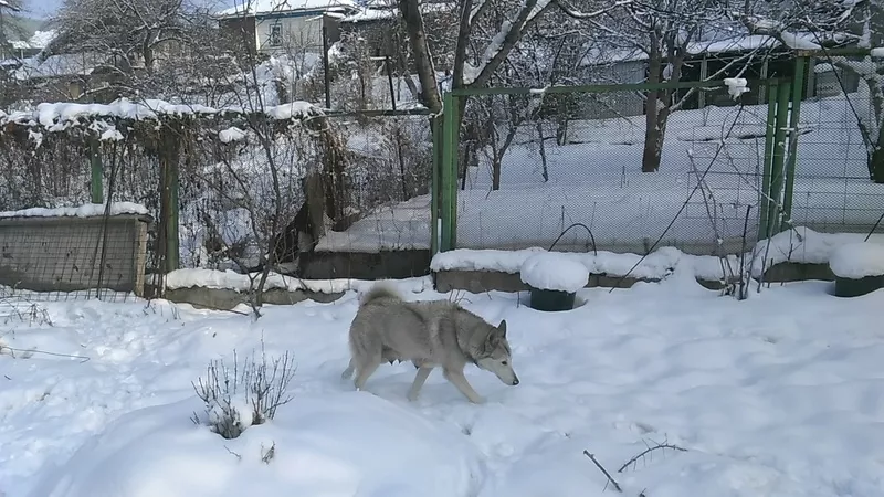 Продам щенка западно-сибирской лайки за 45 тысяч тенге  3