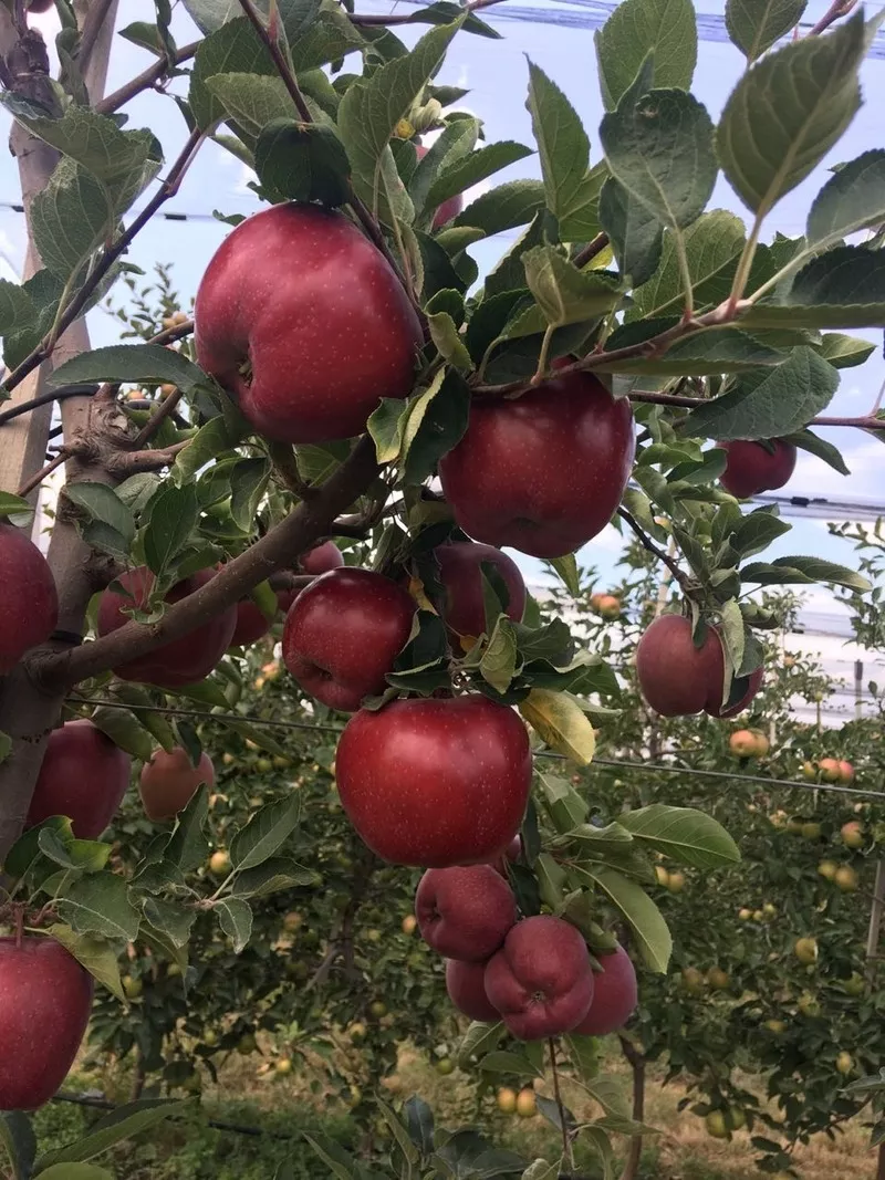 Экологически чистые яблоки